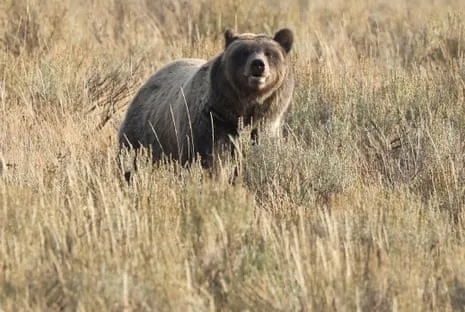 Hiker Injured by Grizzly in National Park Transported to Hospital